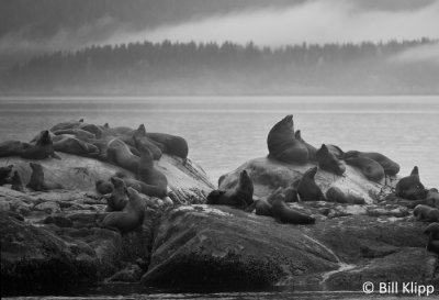 Steller Sea Lions, Glacier Bay 2