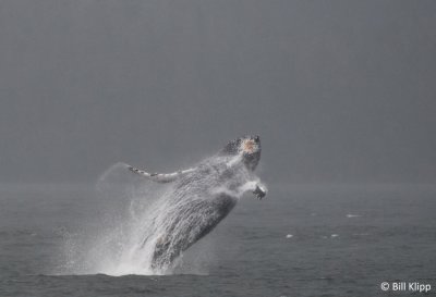 Humpback Whale Breeching 1