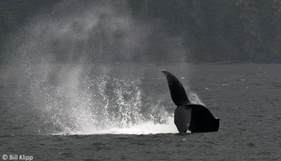 Humpback Whale Tail Throw 1