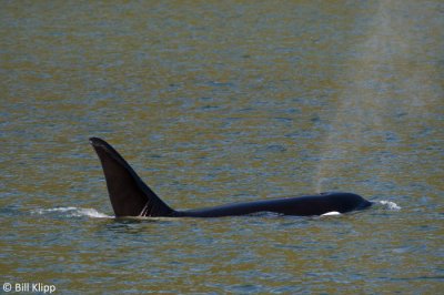 Killer Whale, Beham Canal SE Alaska