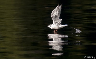 Gull take off, Kynot Inlet Mysty Fjord  2