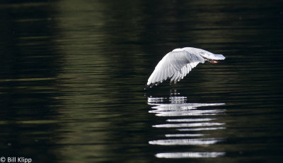 Gull take off, Kynot Inlet Mysty Fjord  3