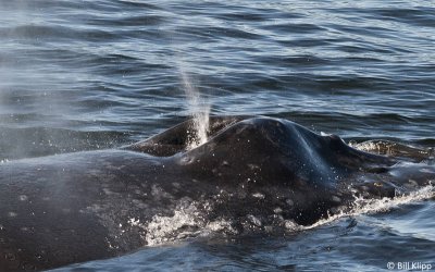 Humpback Whale blow hole 1