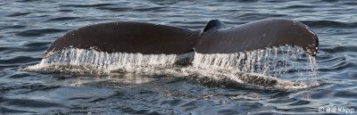 Humpback Whale Fluke 1