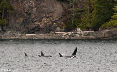 Killer Whales, Johnstone Strait  1