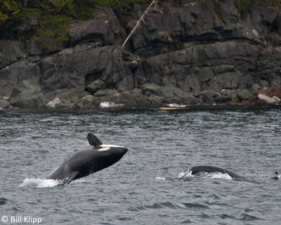 Killer Whale Breeching, Johnstone Strait  1