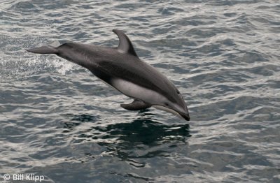 Pacific White Sided Dolphin  1