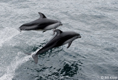 Pacific White Sided Dolphins  2