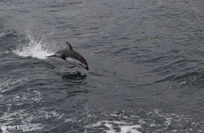 Pacific White Sided Dolphin  3