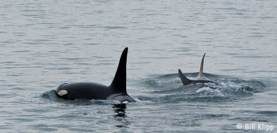 Killer Whales,  San Juan Islands  1