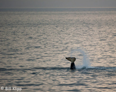 Killer Whale Tail Throw,  San Juan Islands  2