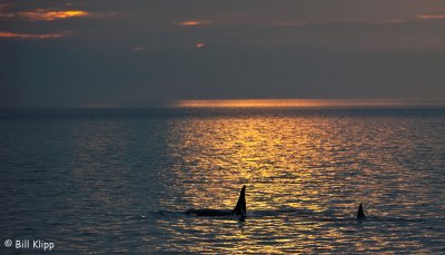 Killer Whales at Sunset,  San Juan Islands  3