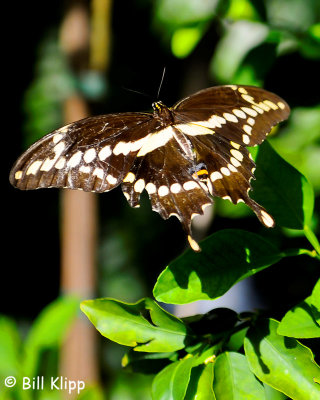 Giant Swallowtail Butterfly  2