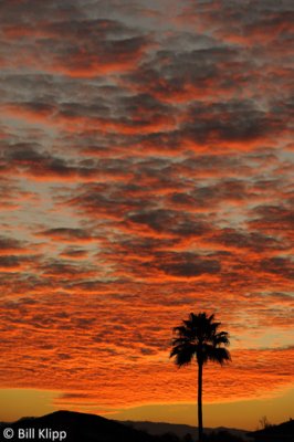 Sunset Palms  10