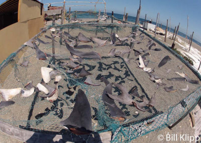 Shark Finning  Camp  2