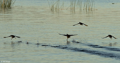 Coots taking off  1