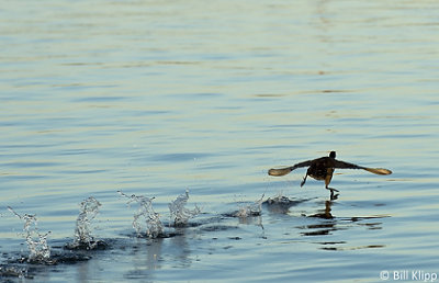 Coot on the run  4