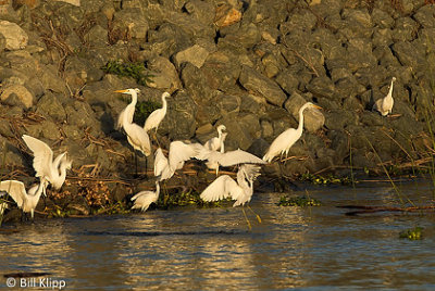 Egrets gathering to feed  15
