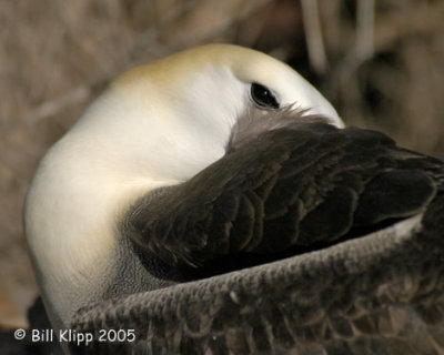 Albatros Sleeping