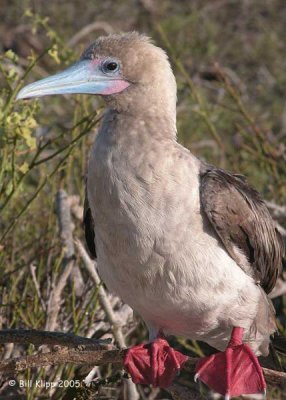 Red - Footed Booby