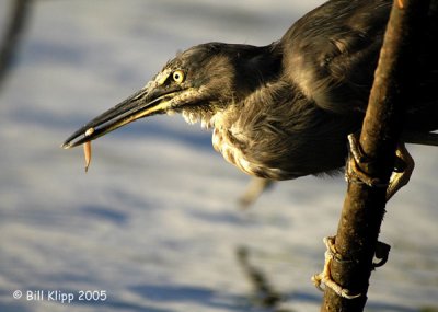 Lava Heron fishing 4