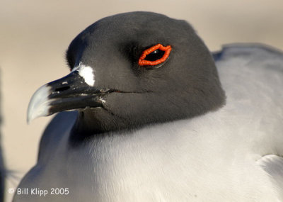 Swallow Tail Gull