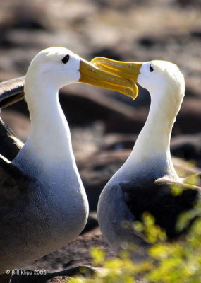 Albatros in love