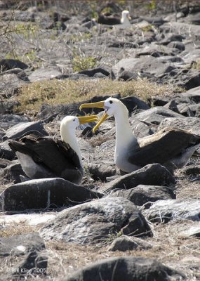 Dueling Albatros