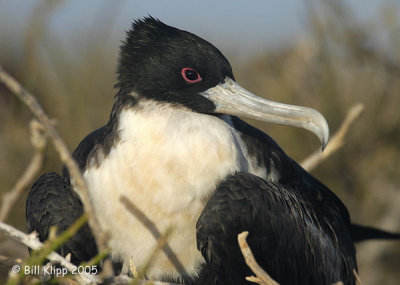 Frigate Bird