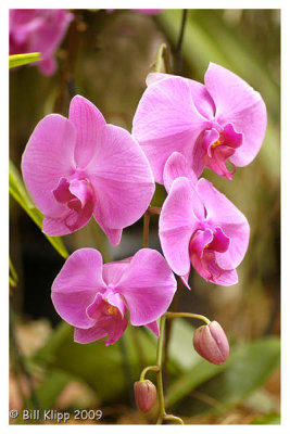 Purple Orchid 1