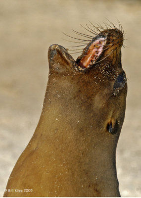 California Sea Lion 1