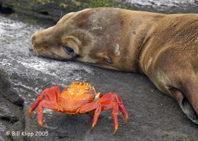 Sea Lion & Sally Light Foot Crab