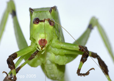 Grasshopper, Amazon