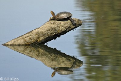 Western Pond Turtles  1