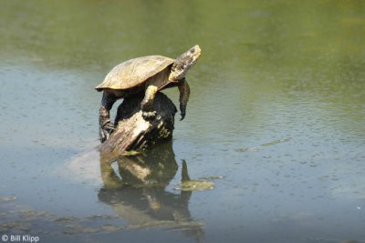 Western Pond Turtles  2