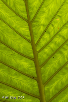 Macro leaf 1
