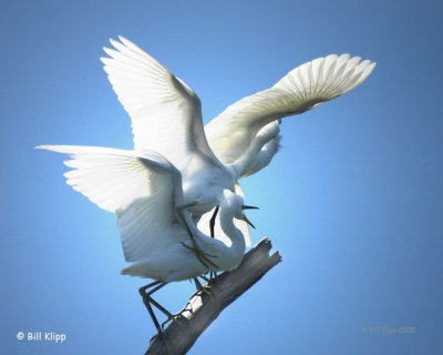Great White Egrets  1