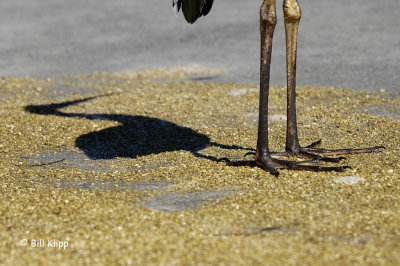 Great Blue Heron  1