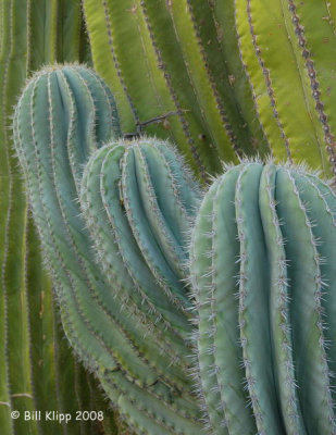 Cardón Cactus 1,  Santa Catalena Island