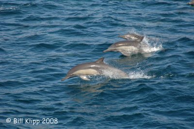 Bottlenose Dolphins 1