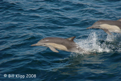 Bottlenose Dolphins 2, Baja