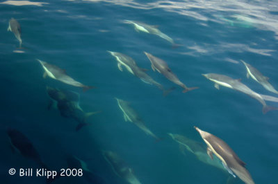 Common Dolphins 3, Baja