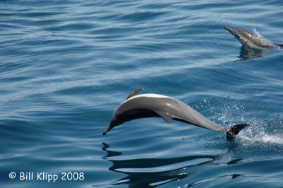 Common Dolphins 10