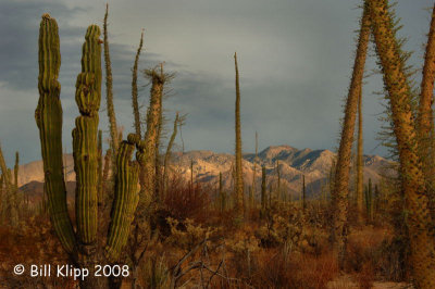 Boojum Forest, Bahia de Los Angeles