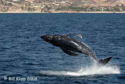 Humpback Whale Breeching 2