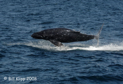 Humpback Whale Breeching 3