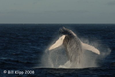 Humpback Whale Breeching 4