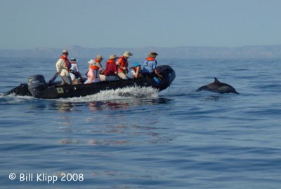 Common Dolphins from Zodiac 1