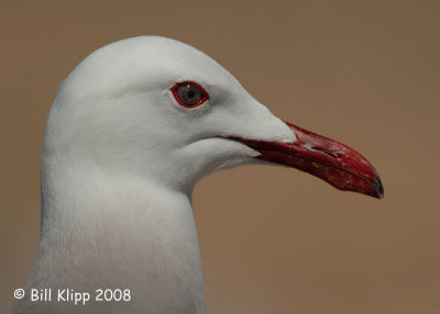 Heermanns Gull,  Isla Rasa