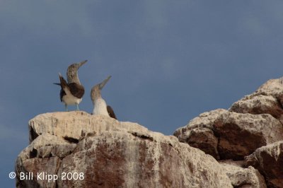 Blue Footed Boobies, Los Islotes